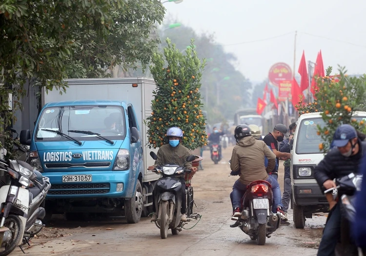 Chợ hoa đìu hiu... làng quất cảnh Tứ Liên nhộn nhịp khách ra vào