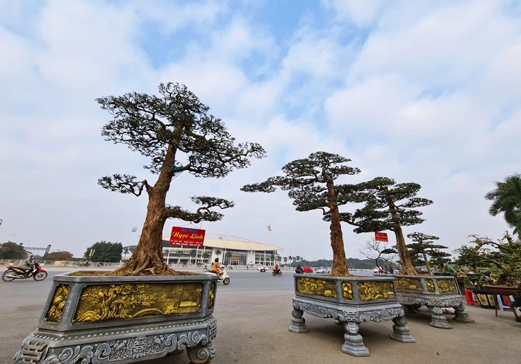 Chậu cây tùng đáng giá cả gia tài... chờ đại gia săn về đón Tết