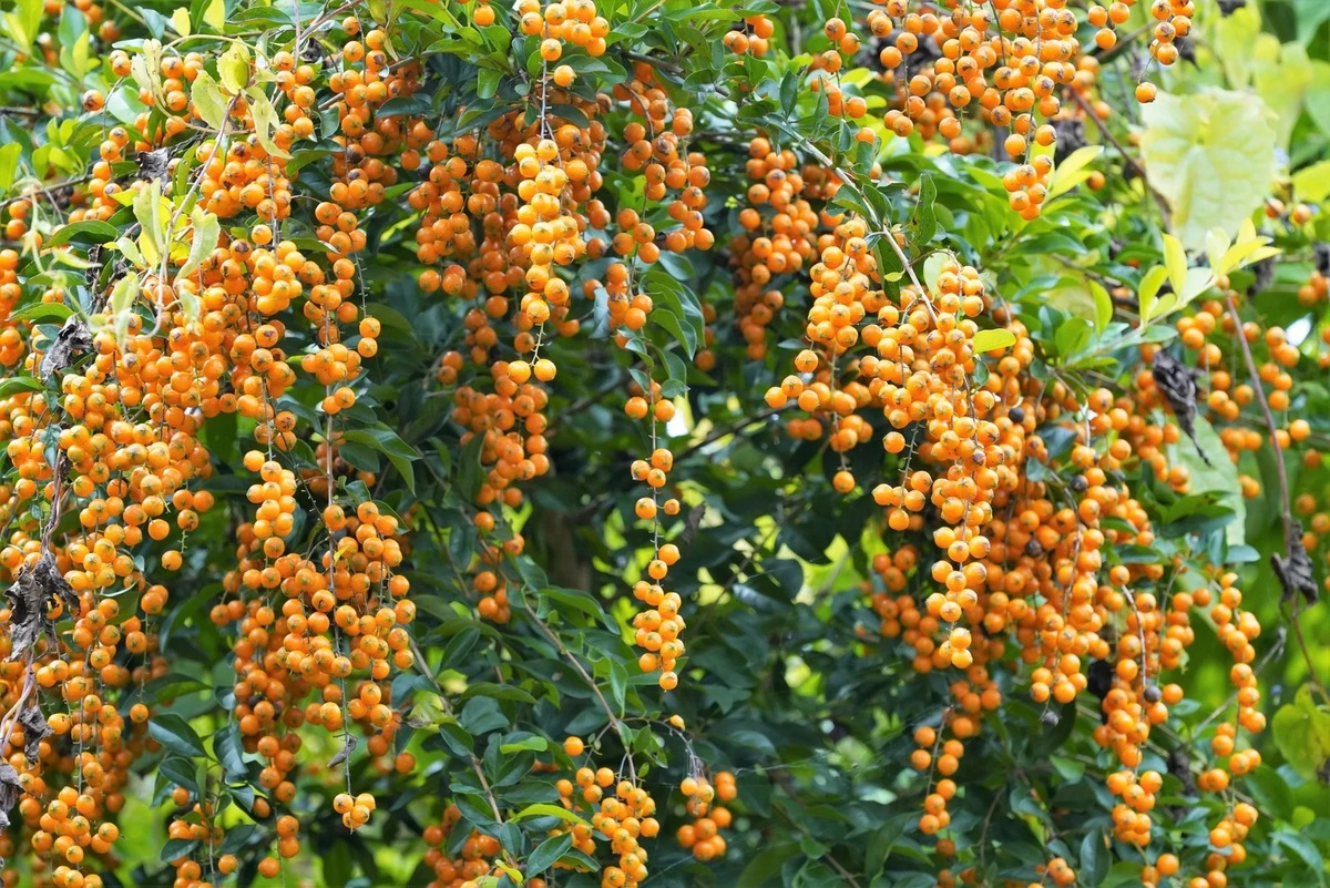 6 cây cảnh “chứa vàng” thu hút tài lộc, may mắn
