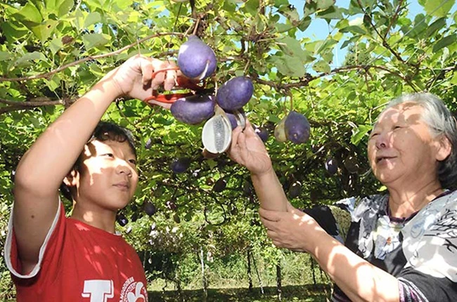 Loại quả từng mọc hoang, “phanh ruột” khi chín, nay bán tiền triệu/thùng