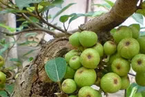Trồng cây sung đúng hướng, đúng tuổi... giữ lộc quanh năm