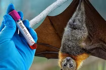 Nipah có thể thành đại dịch? Chuyên gia phân tích nguy cơ