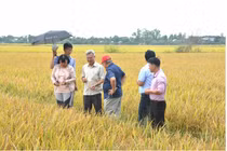 GS.TS Nguyễn Thị Lang: Người 'đánh thức' gen lúa hoang, nâng tầm gạo Việt