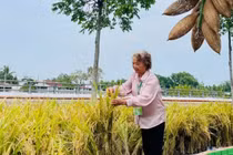 PGS.TS Nguyễn Thị Trâm: Chuyện chưa kể phía sau giống lúa 'nửa giải Nobel'