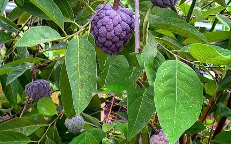 Na tím độc lạ vài trăm nghìn đồng/kg có gì đặc biệt?