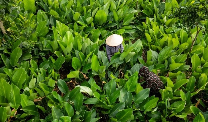 Thủ phủ lá dong lớn nhất Hà Nội tất bật vào vụ Tết