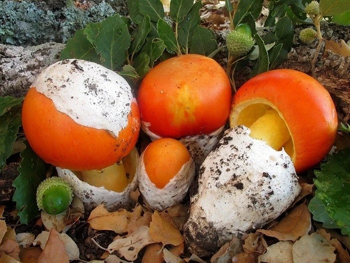 Loại nấm hiếm gặp nửa triệu đồng/kg có gì đặc biệt?