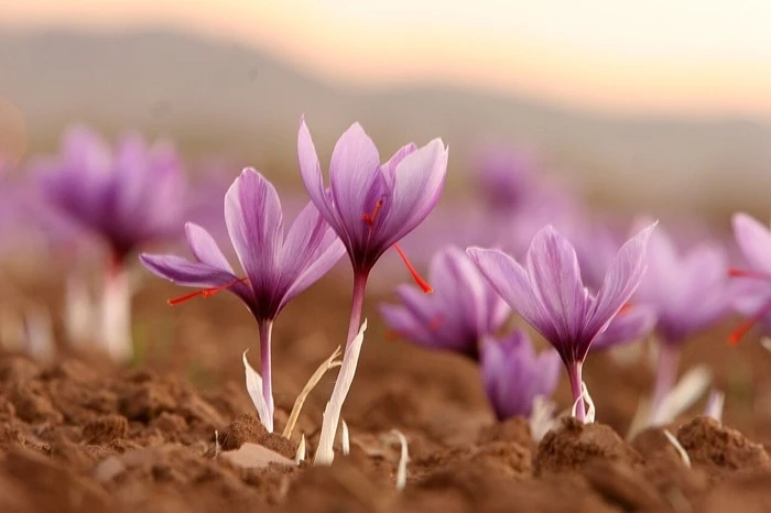 Bật mí “vàng đỏ” tại Iran được thế giới khao khát