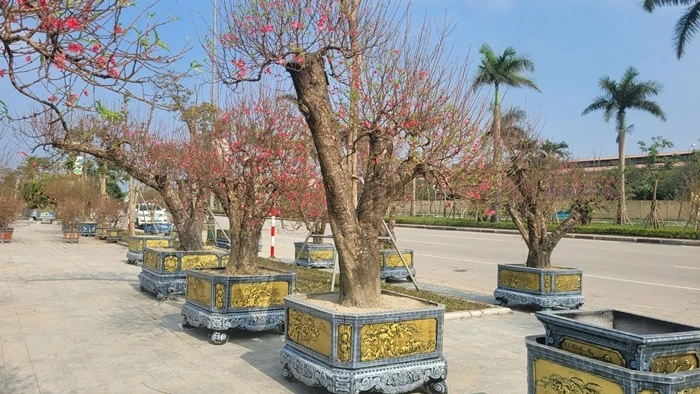Đào cổ thụ sẵn sàng phục vụ khách chơi Tết Bính Ngọ 2026