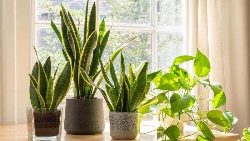 6 loại cây trồng trong nhà không cần ánh sáng, tốt cho sức khỏe