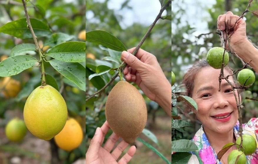 Vườn cây trĩu quả 'đếm mỏi tay' của nữ đại gia Vbiz thích làm nông
