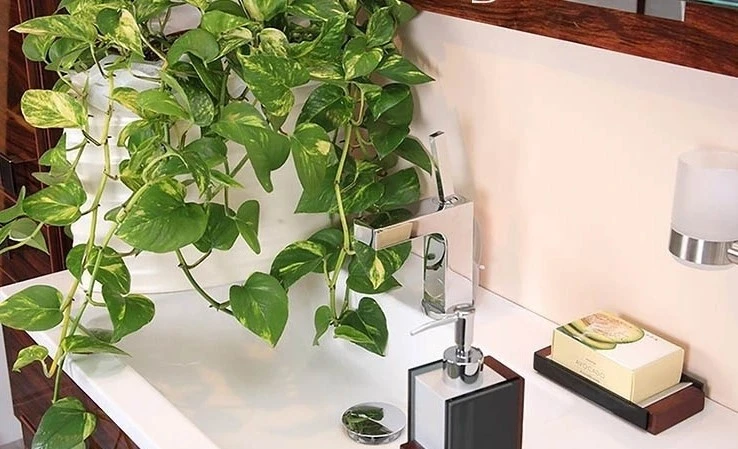 5 loại cây trồng trong phòng tắm vừa đẹp vừa hút khí xấu
