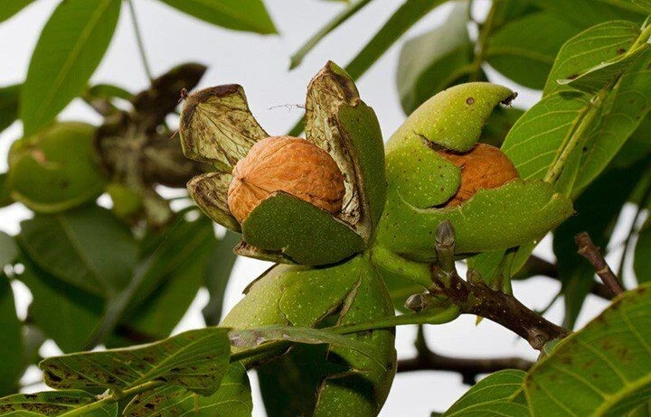 Loại quả "tốt nhất thế giới" có ở Việt Nam, 200.000 đồng/kg
