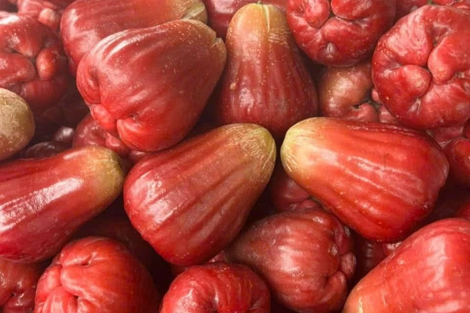 Mận hồng 200.000 đồng/kg hút khách ngon cỡ nào?