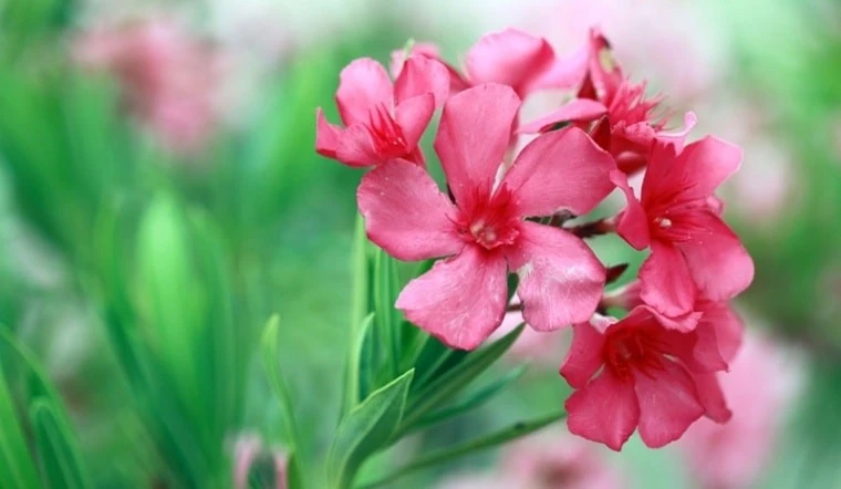 Những loại hoa 'phá tài' không nên trồng ở ban công