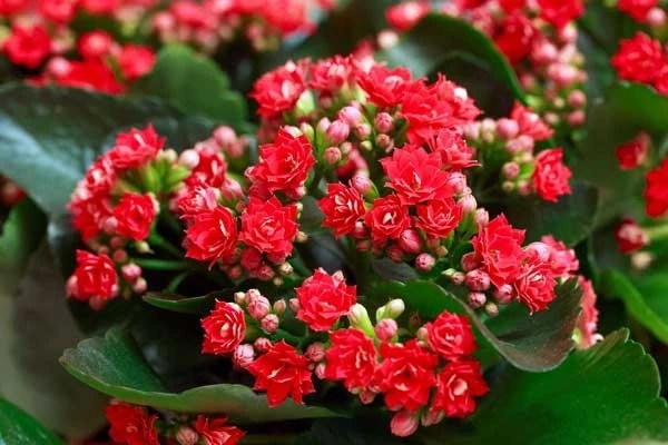 4 loại hoa 'chiêu tài' trồng dịp Tết để cả năm sung túc