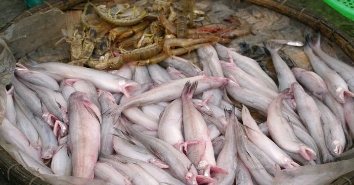 Loài cá 'mềm như cháo' 1 triệu đồng/kg 'cháy hàng' ngày đầu năm 
