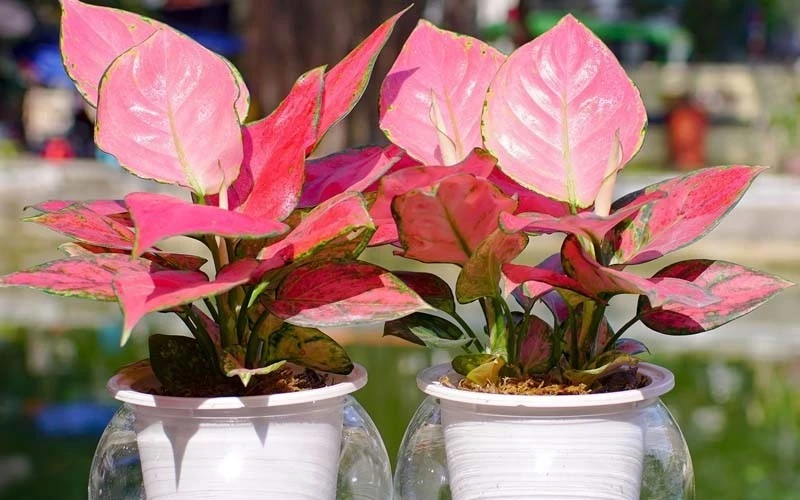 5 loại cây trồng cuối năm giúp chiêu tài lộc