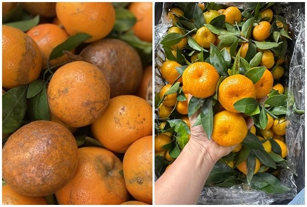Quýt Trung Quốc 'gắn mác' hàng Việt bán đầy chợ Việt