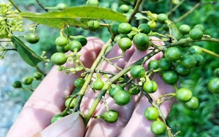 Quả mọc dại ở bìa rừng, 300.000 đồng/kg 'đắt như tôm tươi'