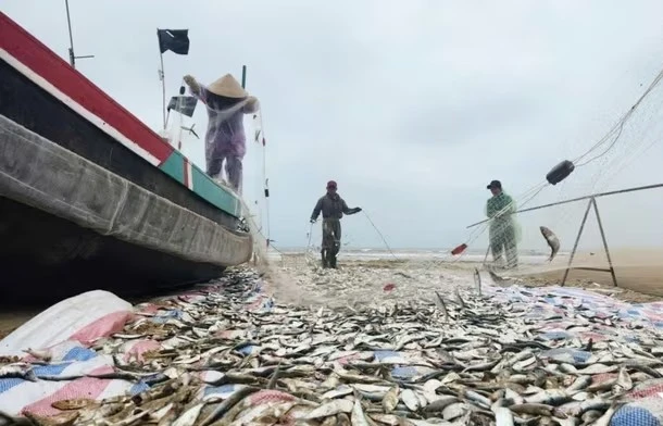 Ra khơi săn 'bạc biển', ngư dân Hà Tĩnh thu tiền triệu mỗi ngày