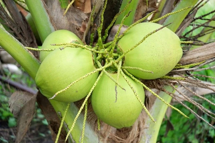 Tận mục loại quả cao cấp xuất khẩu khiến nông dân Thái 'điêu đứng' 