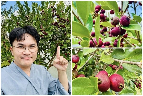 Vườn cây trĩu quả trong biệt thự nghỉ dưỡng của 'MC giàu nhất Việt Nam'