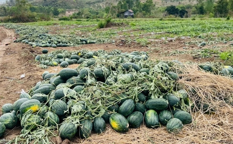 Người nông dân rớt nước mắt với loạt nông sản rớt giá chỉ vài nghìn đồng/kg