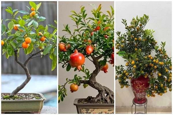 3 bonsai ăn quả nhỏ xinh giúp căn hộ thêm xanh mát, hút tài lộc