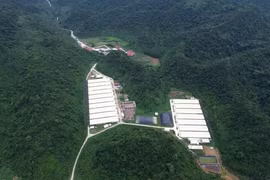 7 người thương vong trong vụ tai nạn tại trang trại lợn ở Thanh Hóa