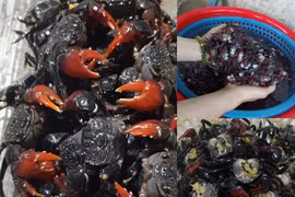 Đặc sản cáy mật vào mùa, giá tới 220.000 đồng/kg vẫn hút khách