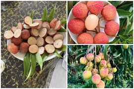 3 loại vải đắt nhất Việt Nam, có tiền chưa chắc mua được
