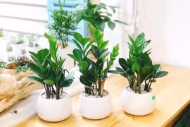 4 loại cây được ví như "thần giữ của" nếu trồng trong nhà