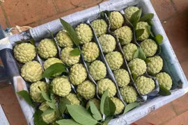Na Chi Lăng vào mùa, giá bán lên tới 120.000 đồng/kg