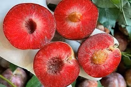 Mận hậu ra nước ngoài thành hàng đắt đỏ, giá chạm ngưỡng 700.000 đồng/kg