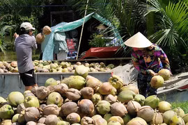 Lý do giá dừa tăng giá sau thời gian dài lao dốc?