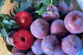 Loại mận được ví như “cherry Việt Nam” có giá cao gấp 10 lần mận thường