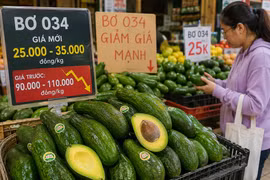 Bơ 034 rớt giá còn 5.000 đồng/kg, nhà vườn thấp thỏm giữa vụ thu hoạch