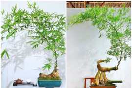 Cây mọc bờ bụi lên đời thành bonsai vài chục triệu hút khách 