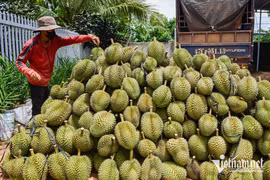 Sầu riêng Việt Nam đón tin vui từ Trung Quốc, giá giảm mạnh tại chợ nội địa