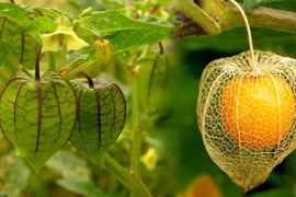 Bất ngờ quả dại ở Việt Nam sang Nhật gần 3 triệu đồng/kg 