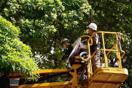 [GALLERY] Hà Nội dùng xe chuyên dụng cắt tỉa chùm hoa sữa