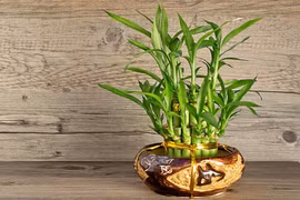 5 loại cây nhỏ dễ trồng hút tài lộc vào nhà 