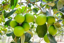 Loại quả 'tốt nhất thế giới' trồng ở Việt Nam, được lùng mua dịp Tết