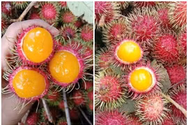 Chị em thi nhau mua chôm chôm ruột vàng độc lạ 