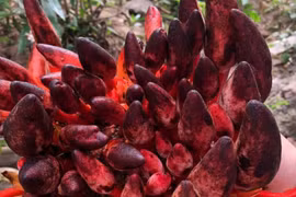 Cây dại thành đặc sản "quý hơn vàng", 2 triệu đồng/kg khách "tranh nhau mua"