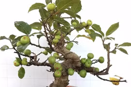 Trồng sung ở đâu trong nhà để "tiền vào như nước"?