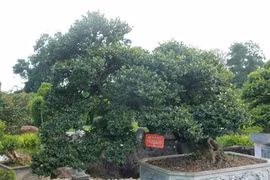 Cây ăn quả dân dã lên chậu thành bonsai hút khách, có cây 7 tỷ đồng