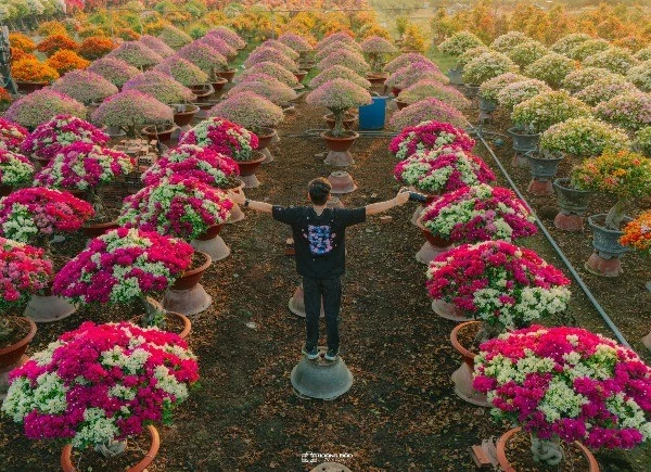 Sắc hoa giấy nhuộm xuân làng Phú Sơn, hút khách tham quan cuối năm