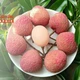 INFOGRAPHIC: Vải trứng đặc sản 200.000 đồng/kg không đủ bán 